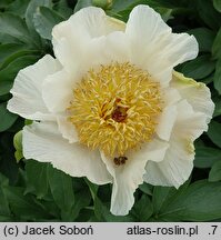 Paeonia Sunny Kiss