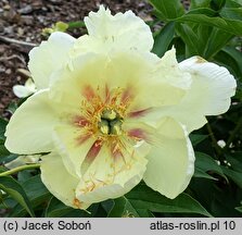 Paeonia lactiflora Viking Full Moon