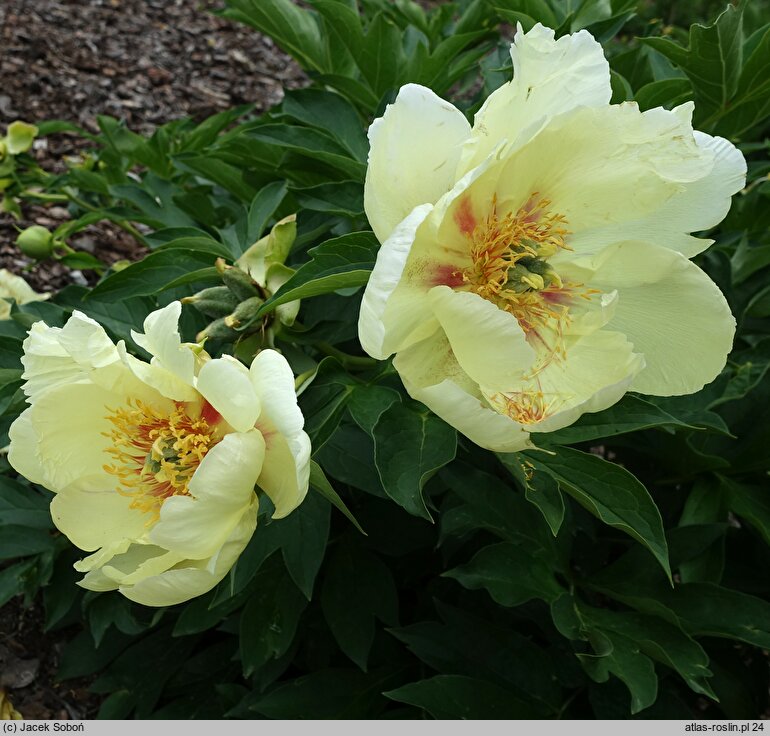 Paeonia lactiflora Viking Full Moon