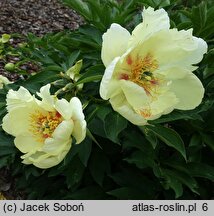 Paeonia lactiflora Viking Full Moon