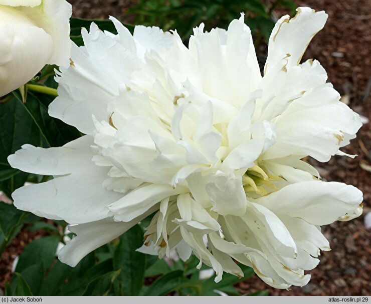 Paeonia lactiflora White Charm