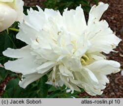 Paeonia lactiflora White Charm