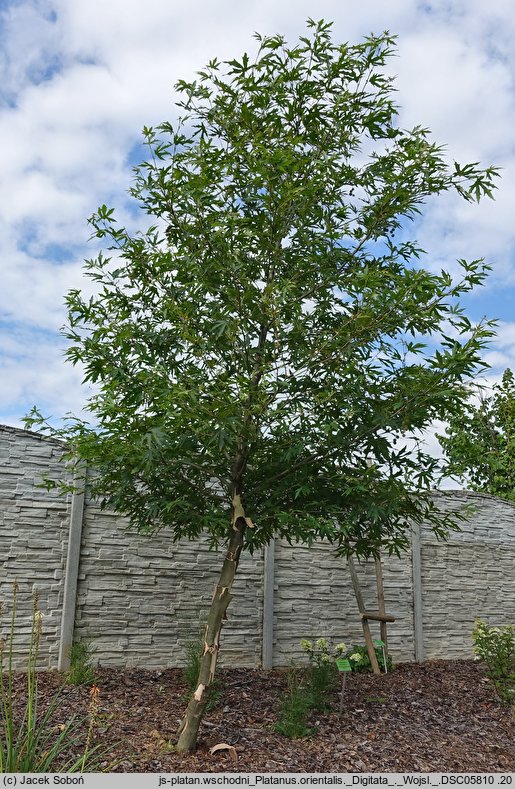 Platanus orientalis Digitata