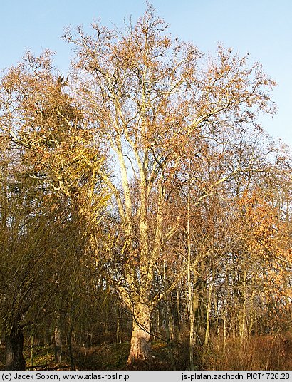 Platanus occidentalis