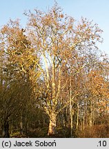 Platanus occidentalis (platan zachodni)