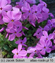 Phlox stolonifera (floks rozłogowy)