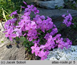 Phlox stolonifera (floks rozłogowy)