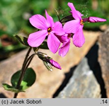 Phlox stolonifera (floks rozłogowy)