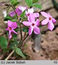 Phlox stolonifera (floks rozłogowy)