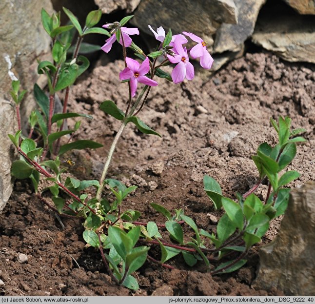 Phlox stolonifera (floks rozłogowy)