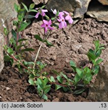 Phlox stolonifera (floks rozłogowy)