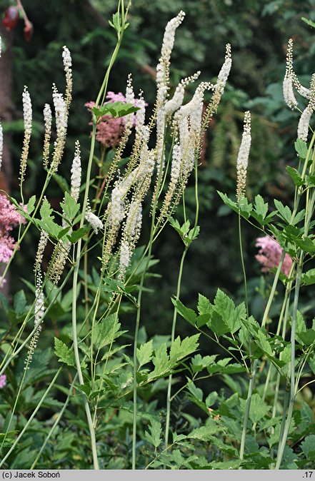 Actaea racemosa (pluskwica groniasta)