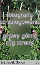 Actaea racemosa (pluskwica groniasta)