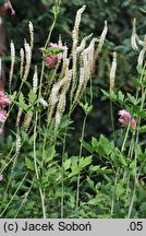 Actaea racemosa (pluskwica groniasta)