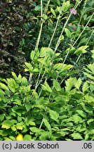 Actaea racemosa (pluskwica groniasta)