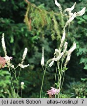 Actaea racemosa (pluskwica groniasta)