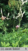 Actaea racemosa (pluskwica groniasta)