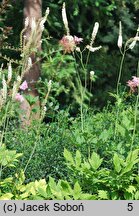 Actaea racemosa (pluskwica groniasta)