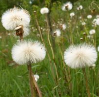 Tussilago farfara