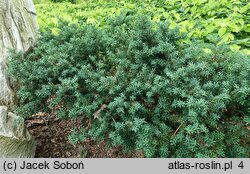 Podocarpus alpinus (podokarpus tasmański)