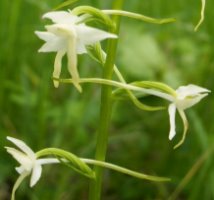 Platanthera bifolia