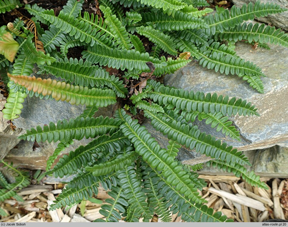 Blechnum penna-marina ssp. alpinum