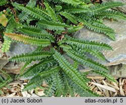 Blechnum penna-marina ssp. alpinum