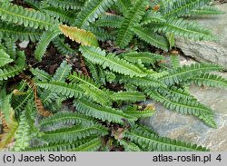 Blechnum penna-marina ssp. alpinum