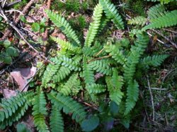 Blechnum spicant