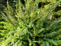 Blechnum spicant