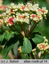 Eriogonum umbellatum (pokoślin baldaszkowaty)