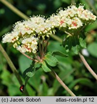 Eriogonum umbellatum (pokoślin baldaszkowaty)