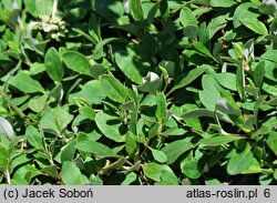 Eriogonum umbellatum (pokoślin baldaszkowaty)