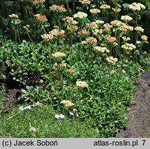 Eriogonum umbellatum (pokoślin baldaszkowaty)