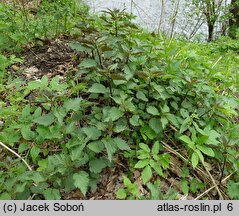 Urtica dioica (pokrzywa zwyczajna)