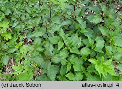 Urtica dioica (pokrzywa zwyczajna)