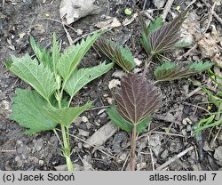 Urtica dioica (pokrzywa zwyczajna)