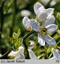 Citrus trifoliata (pomarańcza trójlistkowa)