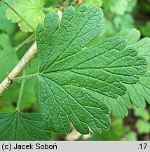 Ribes uva-crispa ssp. uva-crispa (porzeczka agrest typowa)