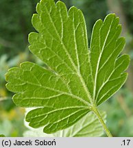 Ribes uva-crispa ssp. uva-crispa (porzeczka agrest typowa)