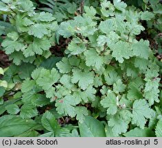 Ribes uva-crispa ssp. uva-crispa (porzeczka agrest typowa)