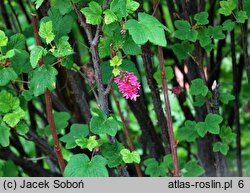 Ribes sanguineum Pulborough Scarlet Variegata