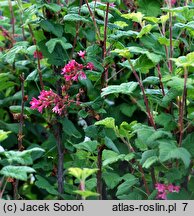 Ribes sanguineum Pulborough Scarlet Variegata