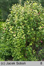 Ribes sanguineum Pulborough Scarlet Variegata