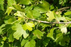 Ribes aureum