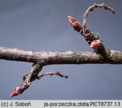 Ribes aureum