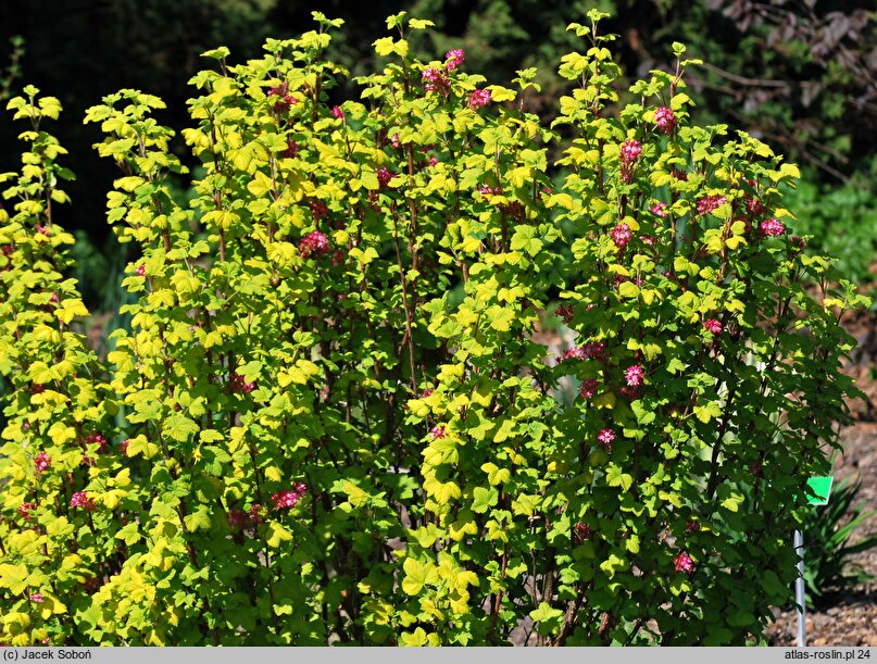 Ribes sanguineum Brianjou