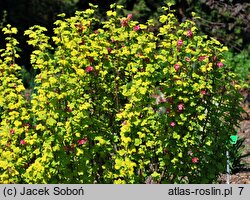 Ribes sanguineum Brianjou