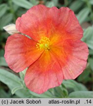 Helianthemum Fire Flame
