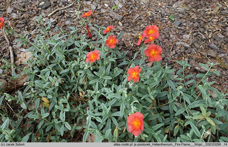 Helianthemum Fire Flame